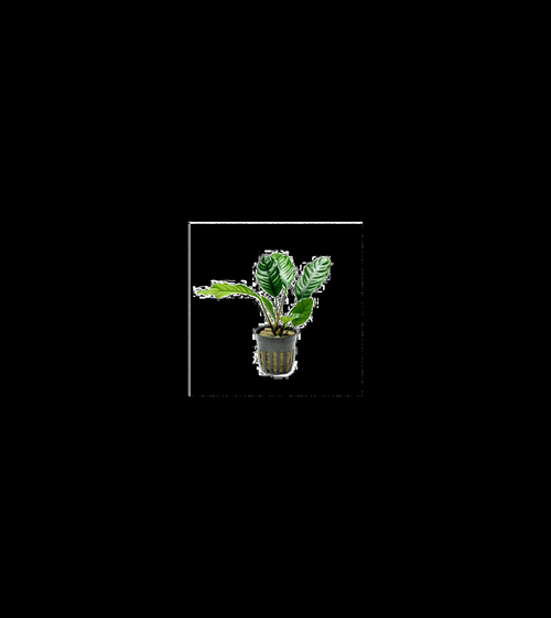 Anubias Coffeefolia full plant on a dark background showing overall habit and foliage