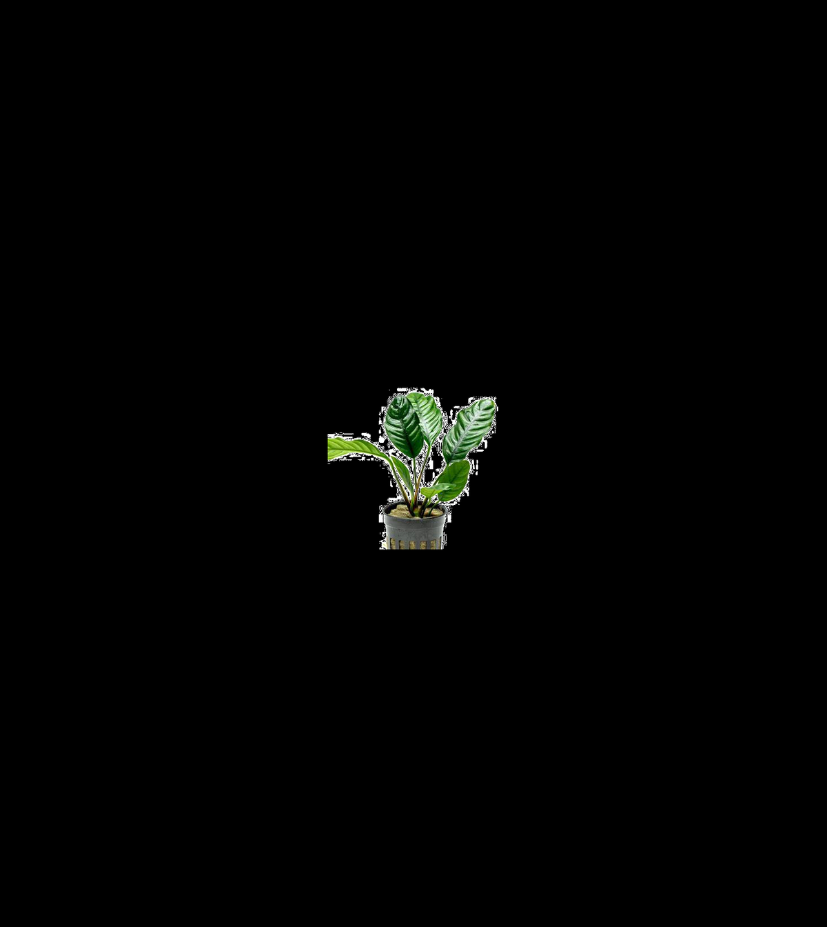 Anubias Coffeefolia closer view highlighting key leaf and growth details