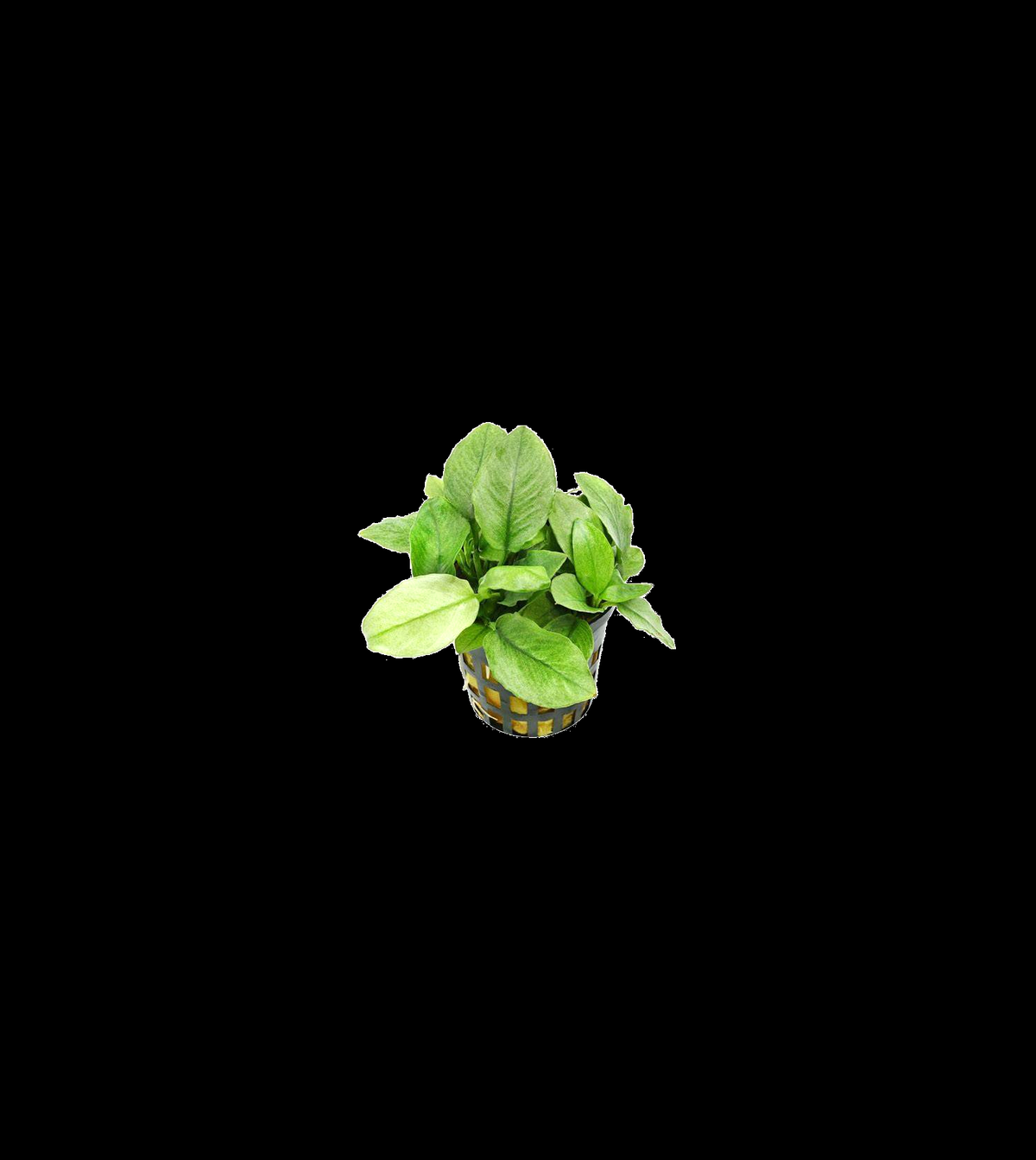 Anubias Jade Nana full plant on a dark background showing overall habit and foliage