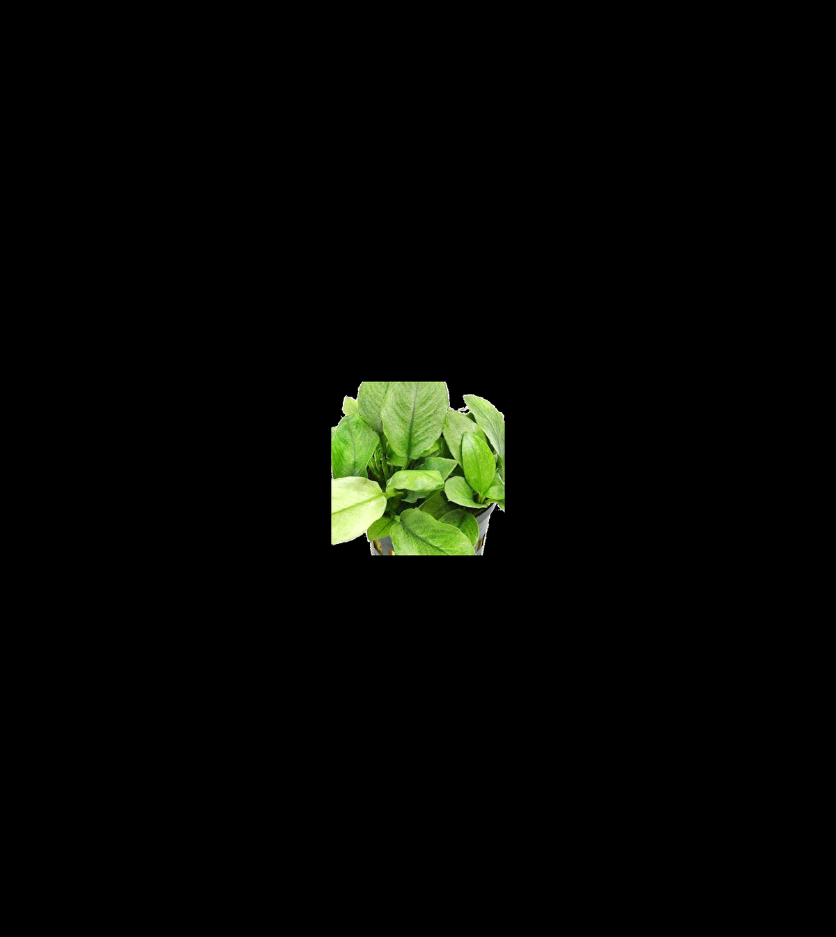 Anubias Jade Nana closer view highlighting key leaf and growth details