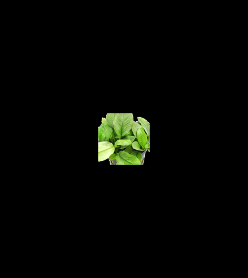 Anubias Jade Nana closer view highlighting key leaf and growth details