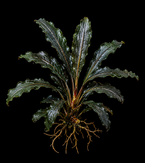 Anubias Minima Dragon Claw full plant on a dark background showing overall habit and foliage