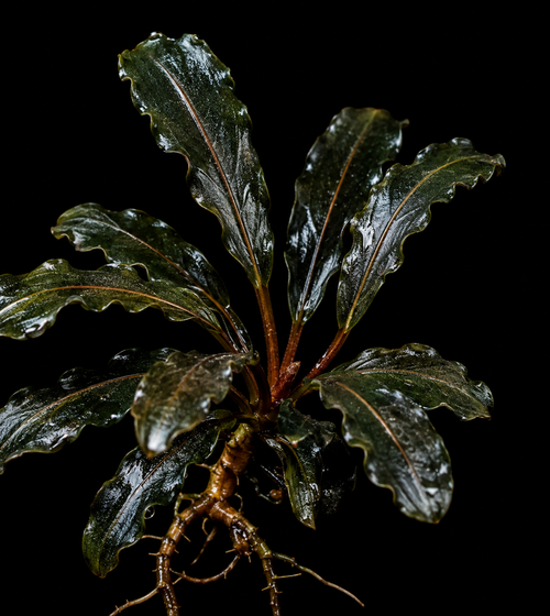 Anubias Minima Dragon Claw closer view highlighting key leaf and growth details