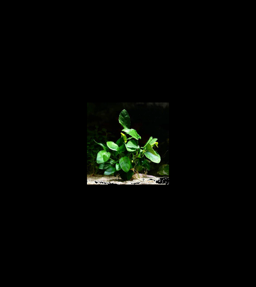 Anubias Nana full plant on a dark background showing overall habit and foliage