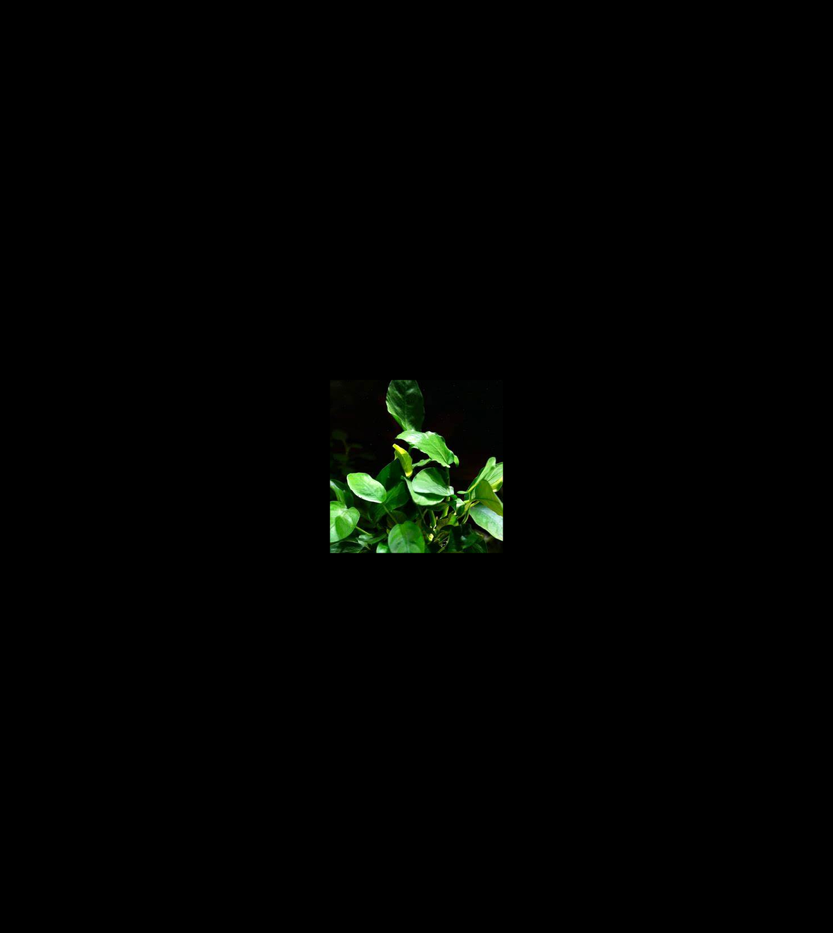 Anubias Nana closer view highlighting key leaf and growth details