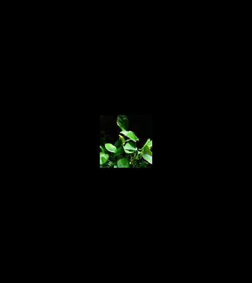 Anubias Nana closer view highlighting key leaf and growth details