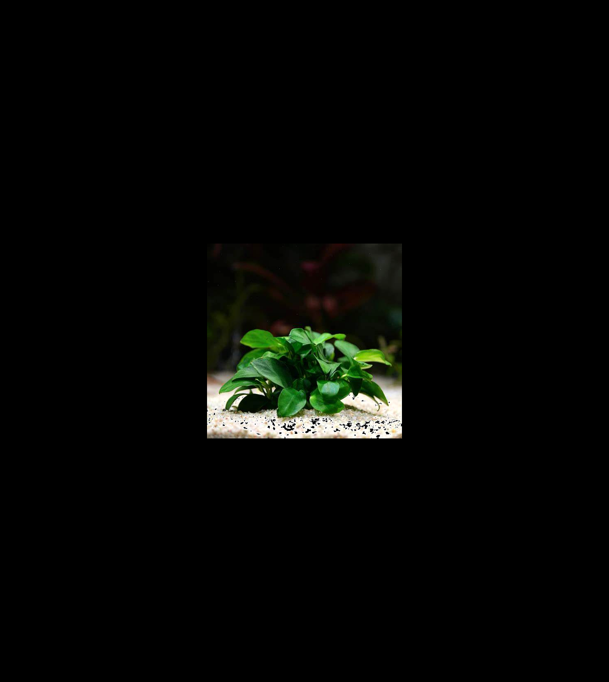 Anubias Thai Petite full plant on a dark background showing overall habit and foliage
