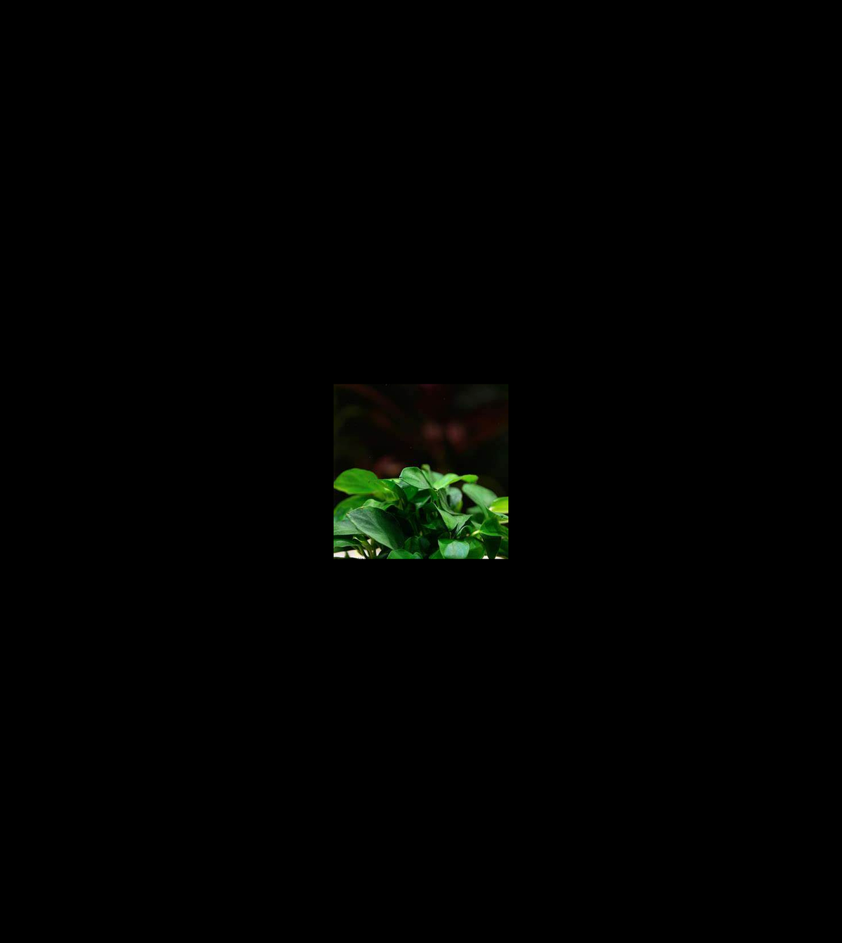 Anubias Thai Petite closer view highlighting key leaf and growth details