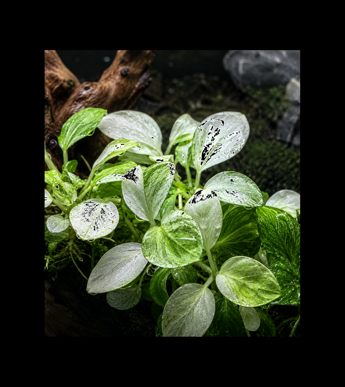 Anubias White Panda closer view highlighting key leaf and growth details