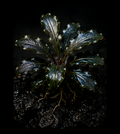 Bucephalandra Blue Shine full plant on a dark background showing overall habit and foliage