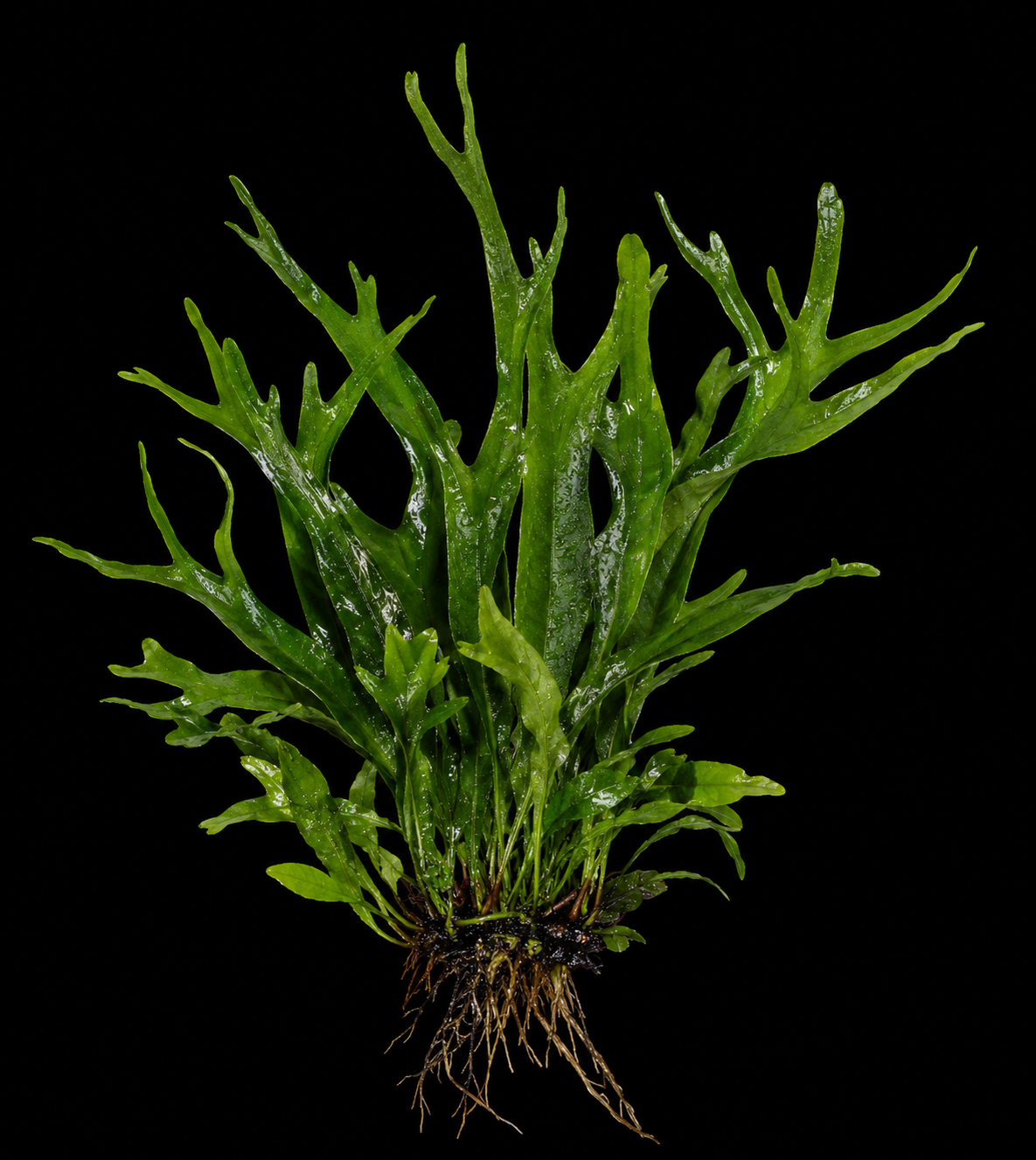 Bucephalandra Catherine full plant on a dark background showing overall habit and foliage