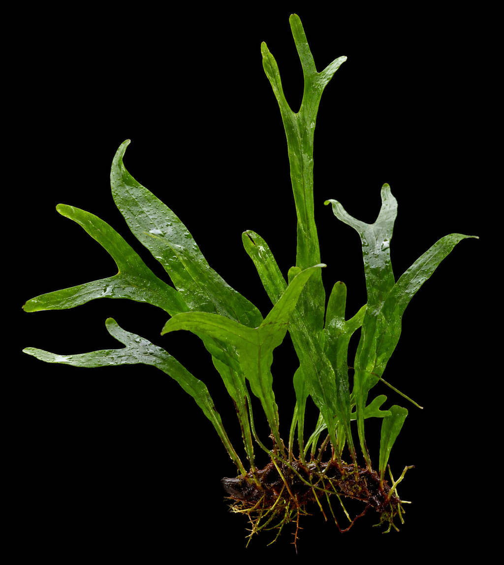 Bucephalandra Catherine closer view highlighting key leaf and growth details
