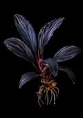 Bucephalandra Dark Vader full plant on a dark background showing overall habit and foliage