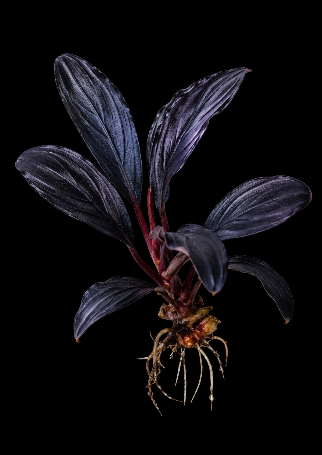 Bucephalandra Dark Vader full plant on a dark background showing overall habit and foliage