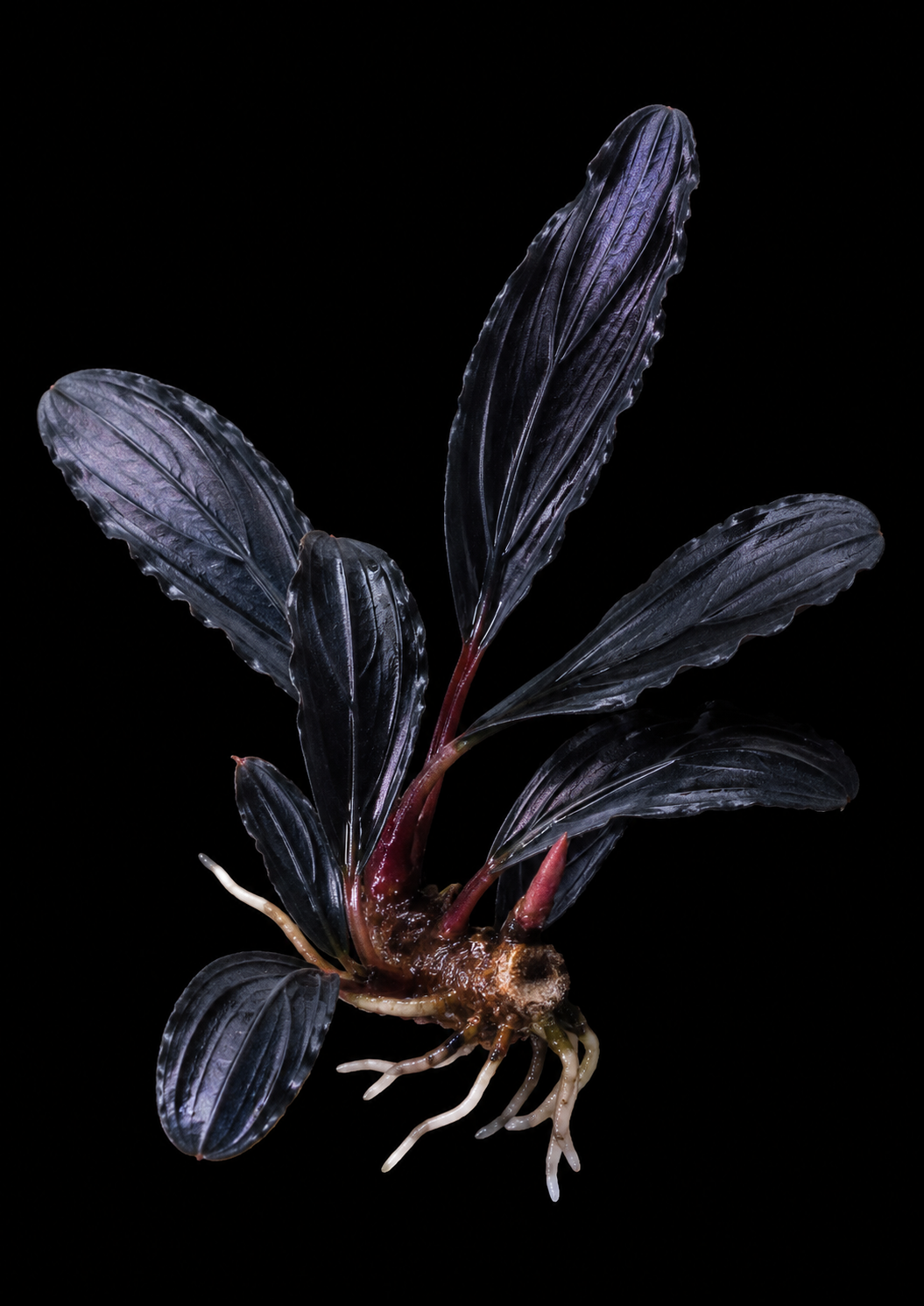 Bucephalandra Dark Vader closer view highlighting key leaf and growth details