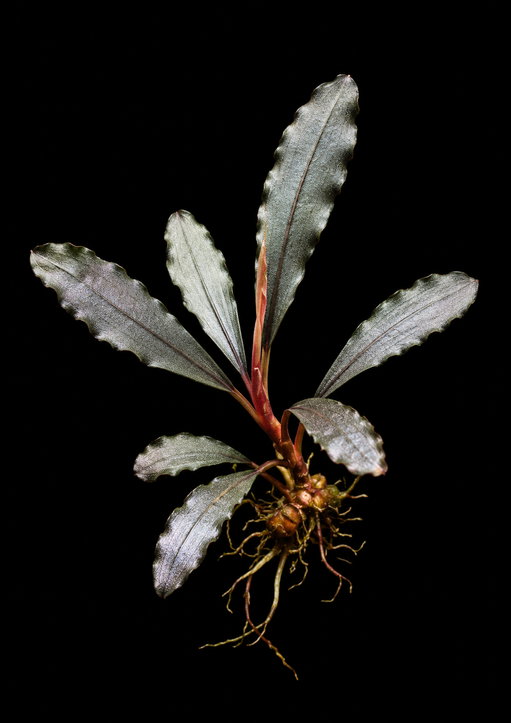 Bucephalandra Ghost 2011 full plant on a dark background showing overall habit and foliage