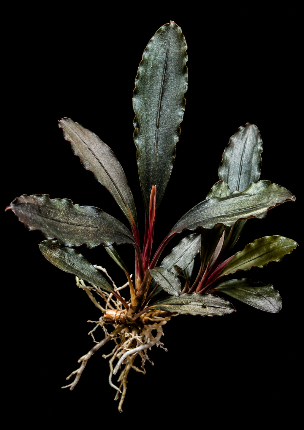 Bucephalandra Ghost 2011 closer view highlighting key leaf and growth details