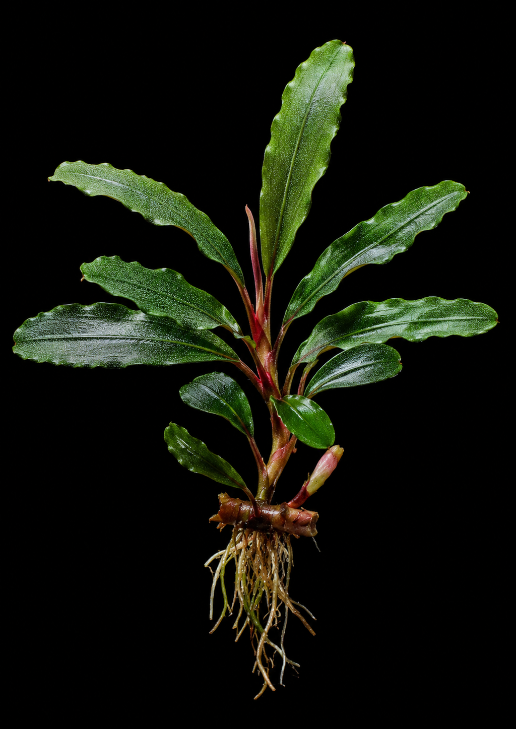 Bucephalandra Green Neo full plant on a dark background showing overall habit and foliage