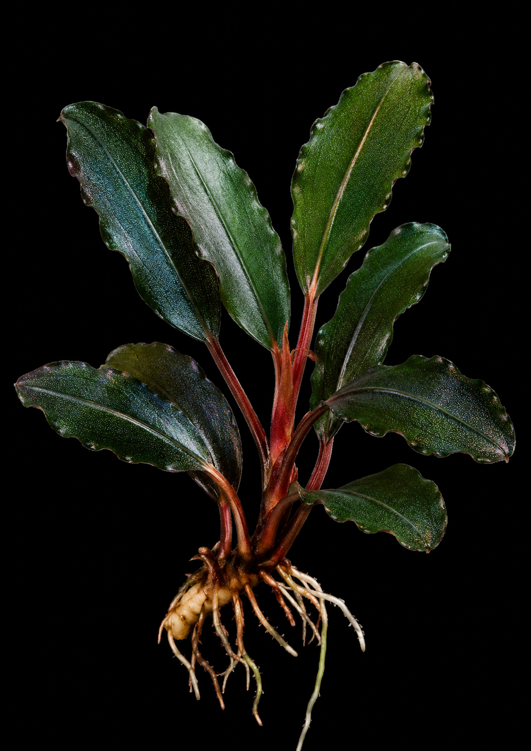 Bucephalandra Green Neo closer view highlighting key leaf and growth details