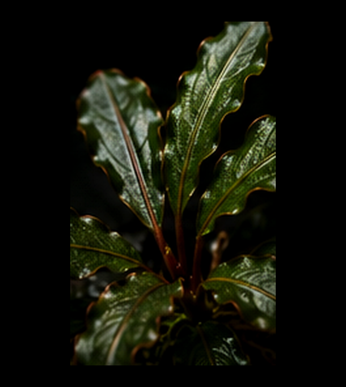 Bucephalandra Helena closer view highlighting key leaf and growth details