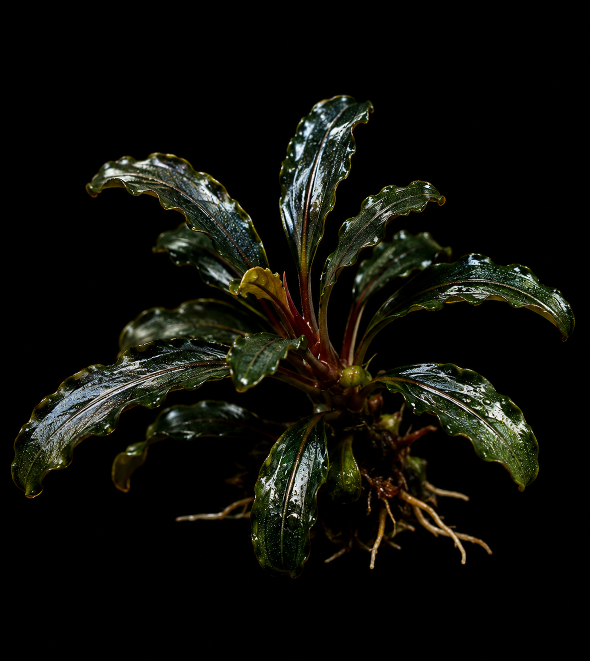 Bucephalandra Long Leaf Phantom closer view highlighting key leaf and growth details