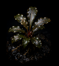 Bucephalandra Mini Boyan full plant on a dark background showing overall habit and foliage
