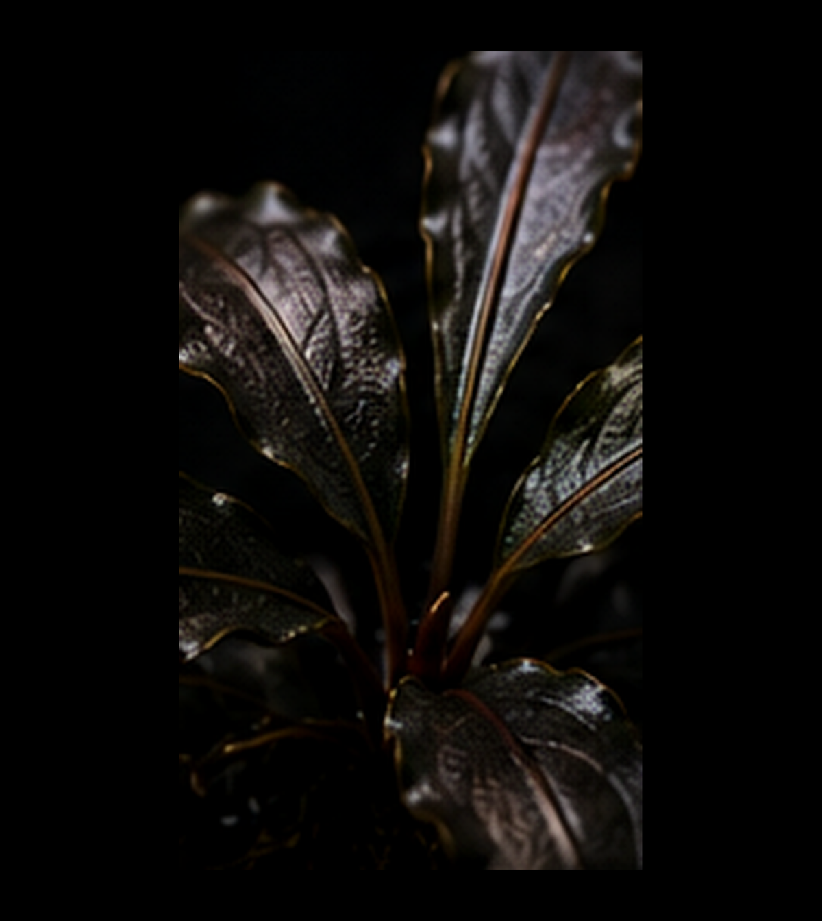 Bucephalandra Mini Boyan closer view highlighting key leaf and growth details