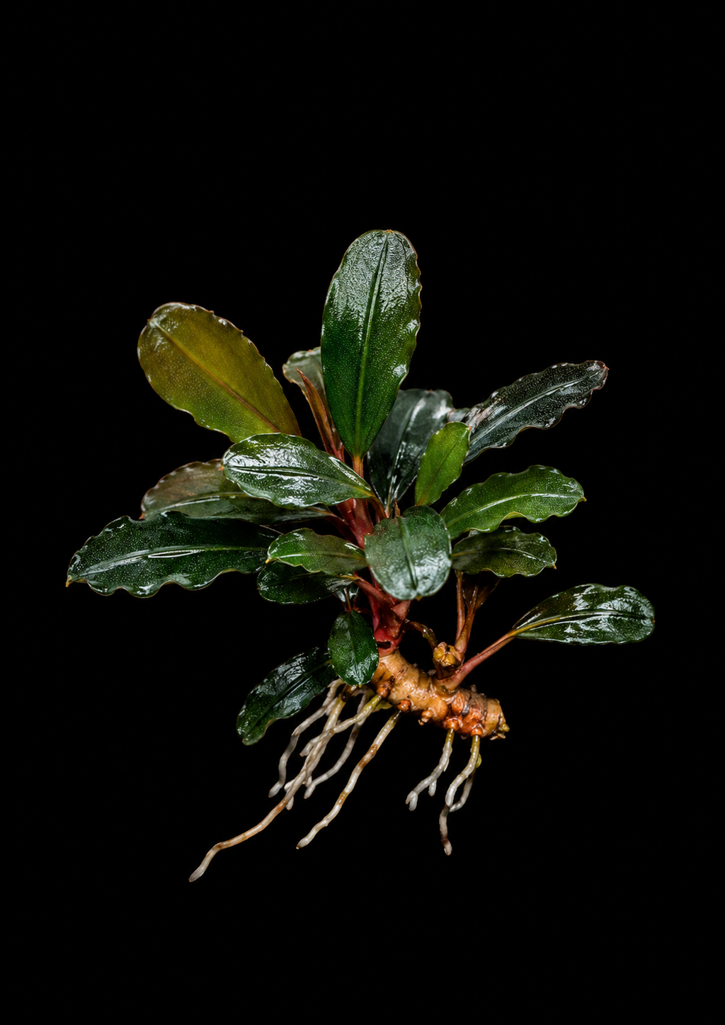 Bucephalandra Mini Neo full plant on a dark background showing overall habit and foliage