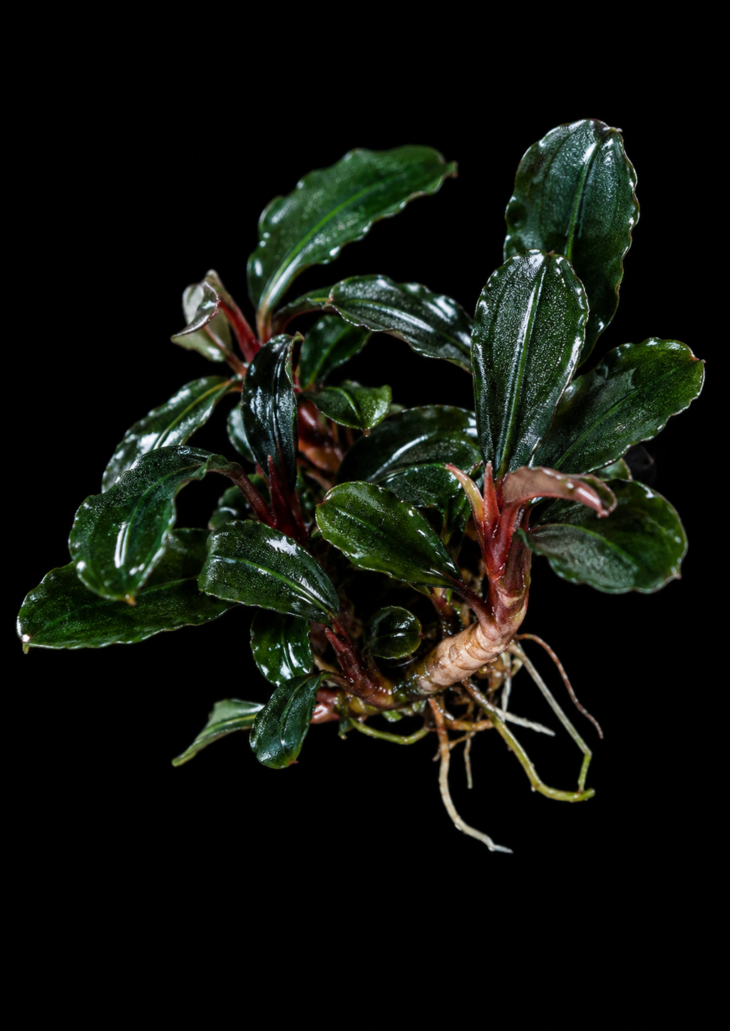 Bucephalandra Mini Neo closer view highlighting key leaf and growth details