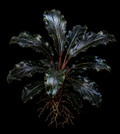 Bucephalandra Mini Phantom full plant on a dark background showing overall habit and foliage