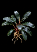 Bucephalandra Moonlight full plant on a dark background showing overall habit and foliage