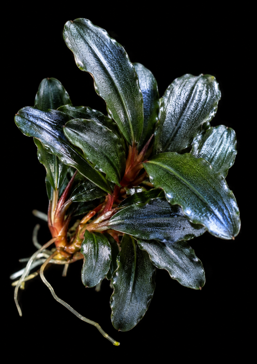 Bucephalandra Moonlight closer view highlighting key leaf and growth details