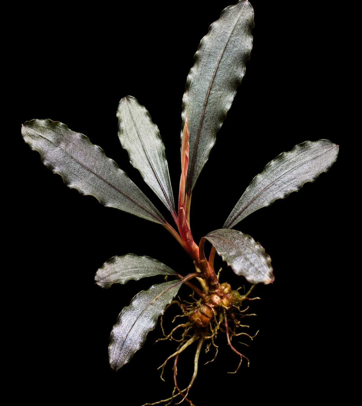 Bucephalandra Silver Powder full plant on a dark background showing overall habit and foliage