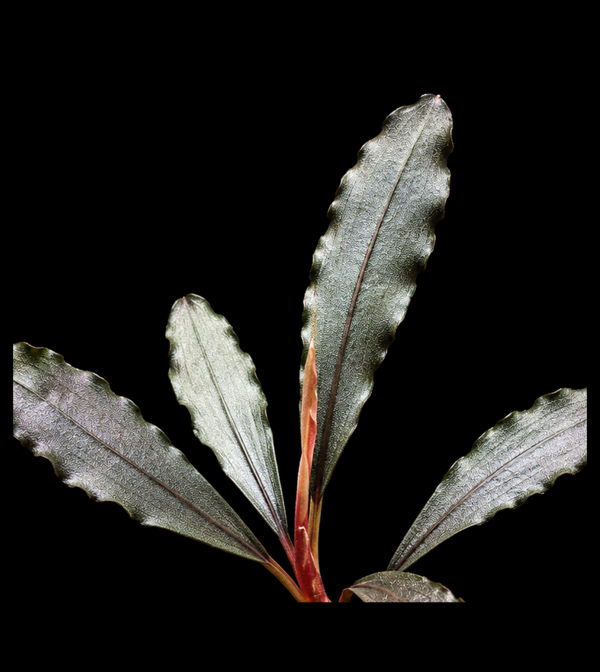 Bucephalandra Silver Powder closer view highlighting key leaf and growth details