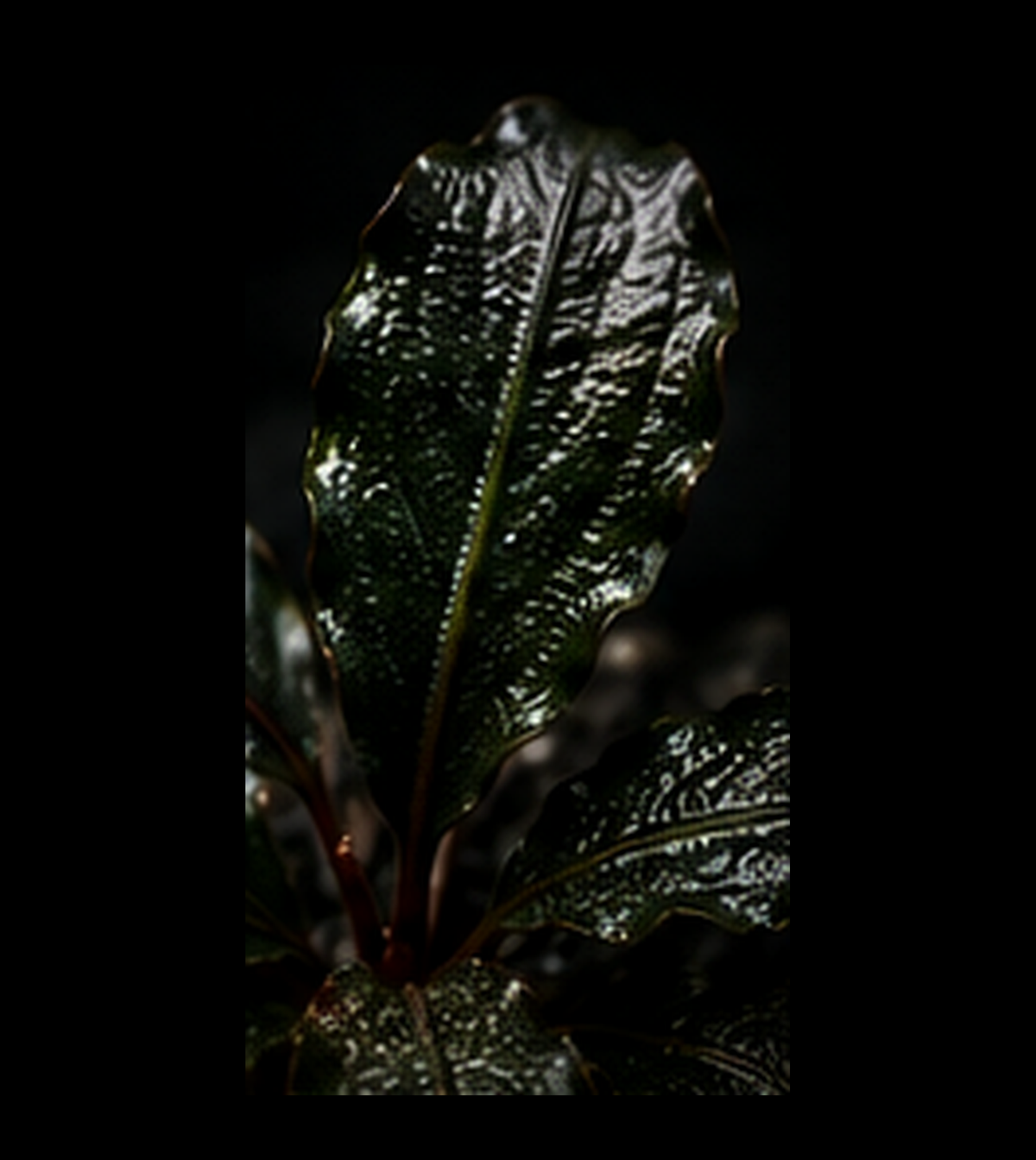 Bucephalandra Super Mini closer view highlighting key leaf and growth details