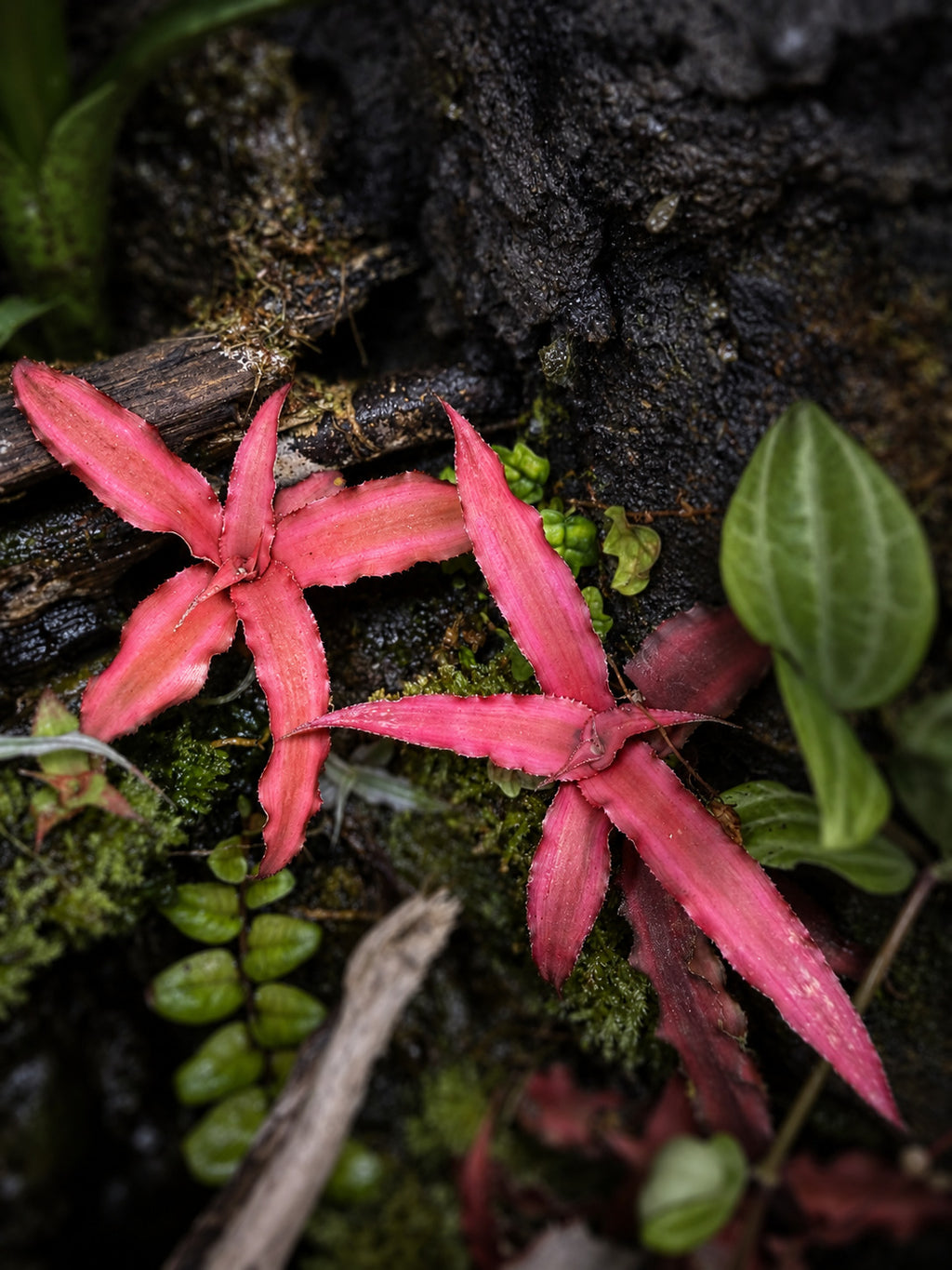 Pink Cryptanthus bivittatus earth star rosettes in a humid vivarium
