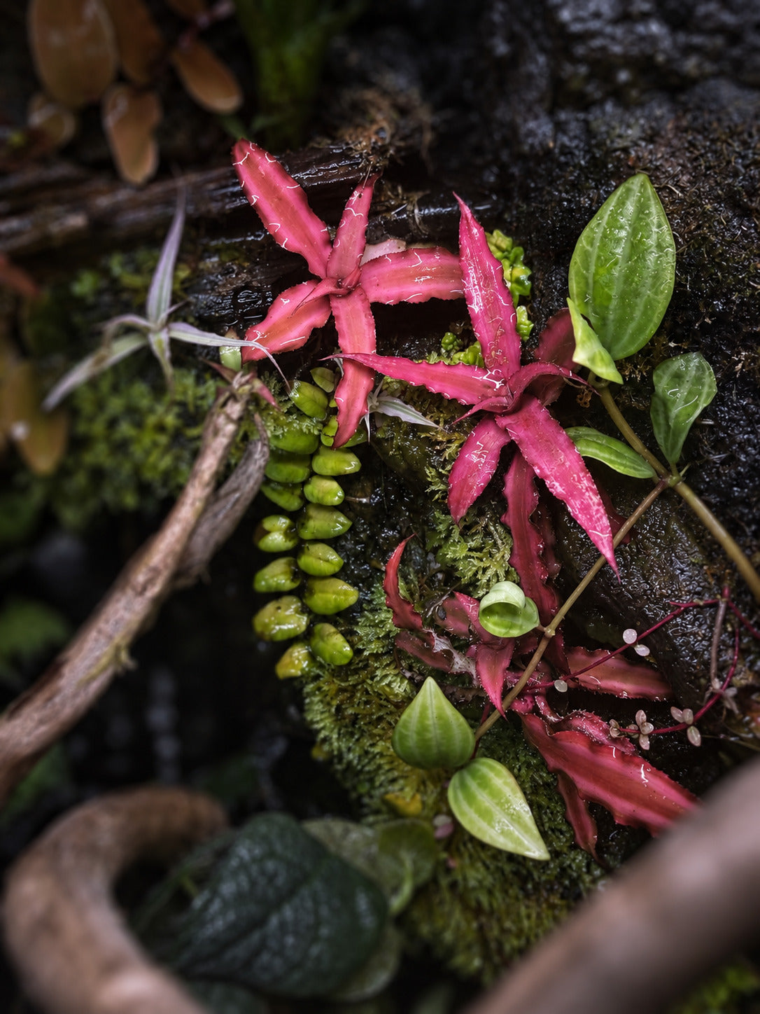Group of pink earth star bromeliads growing among moss and terrarium plants