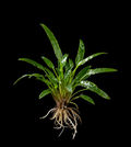 Cryptocoryne Aflame full plant on a dark background showing overall habit and foliage