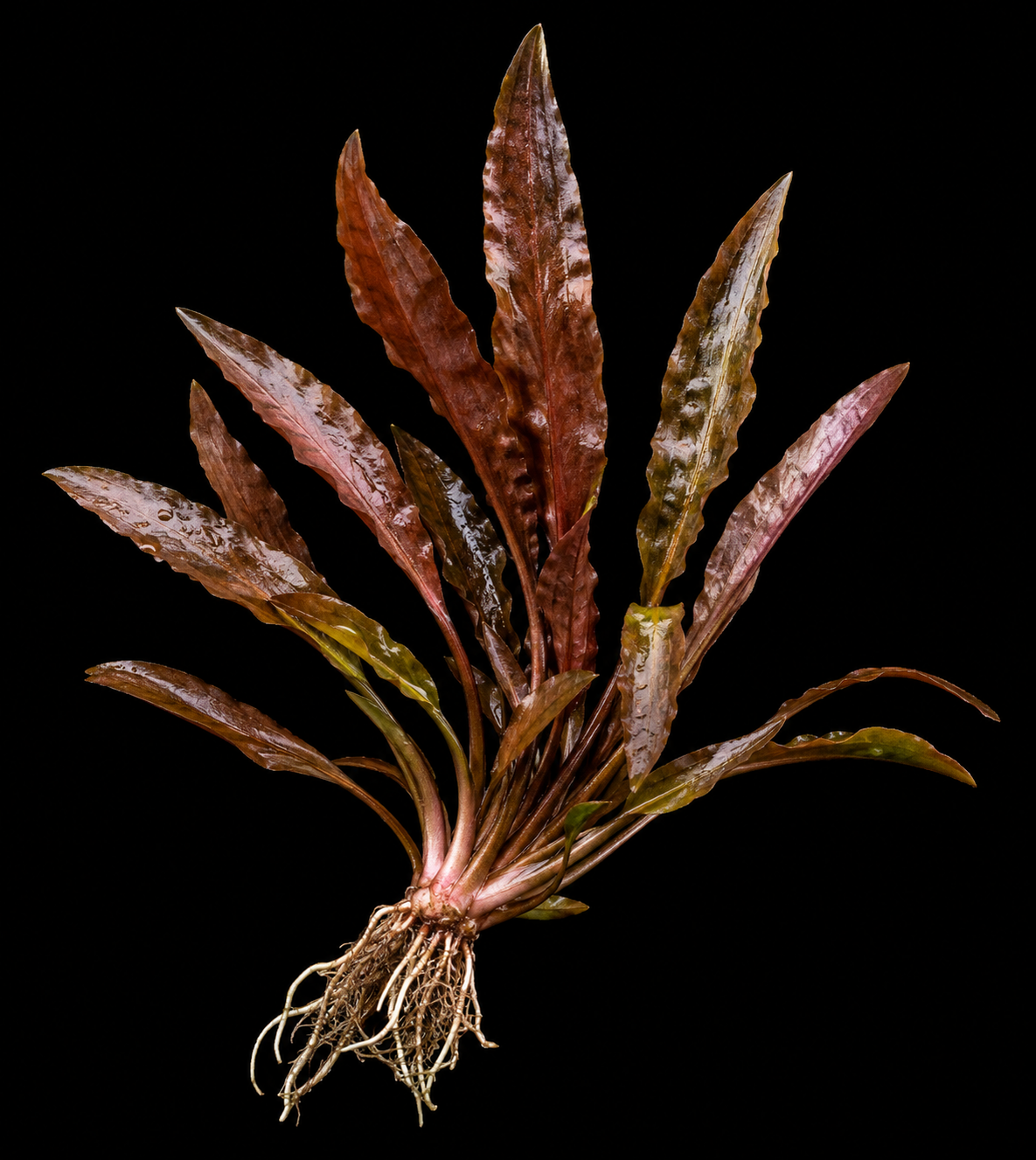 Cryptocoryne Aflame closer view highlighting key leaf and growth details