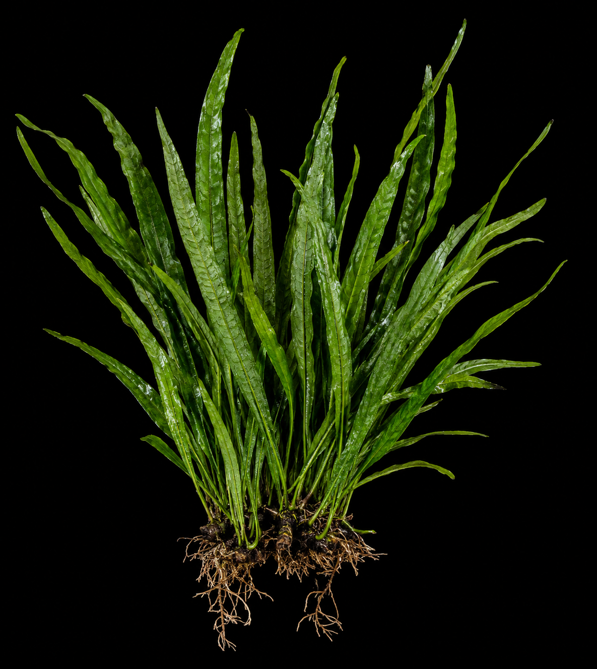 Cryptocoryne Parva full plant on a dark background showing overall habit and foliage