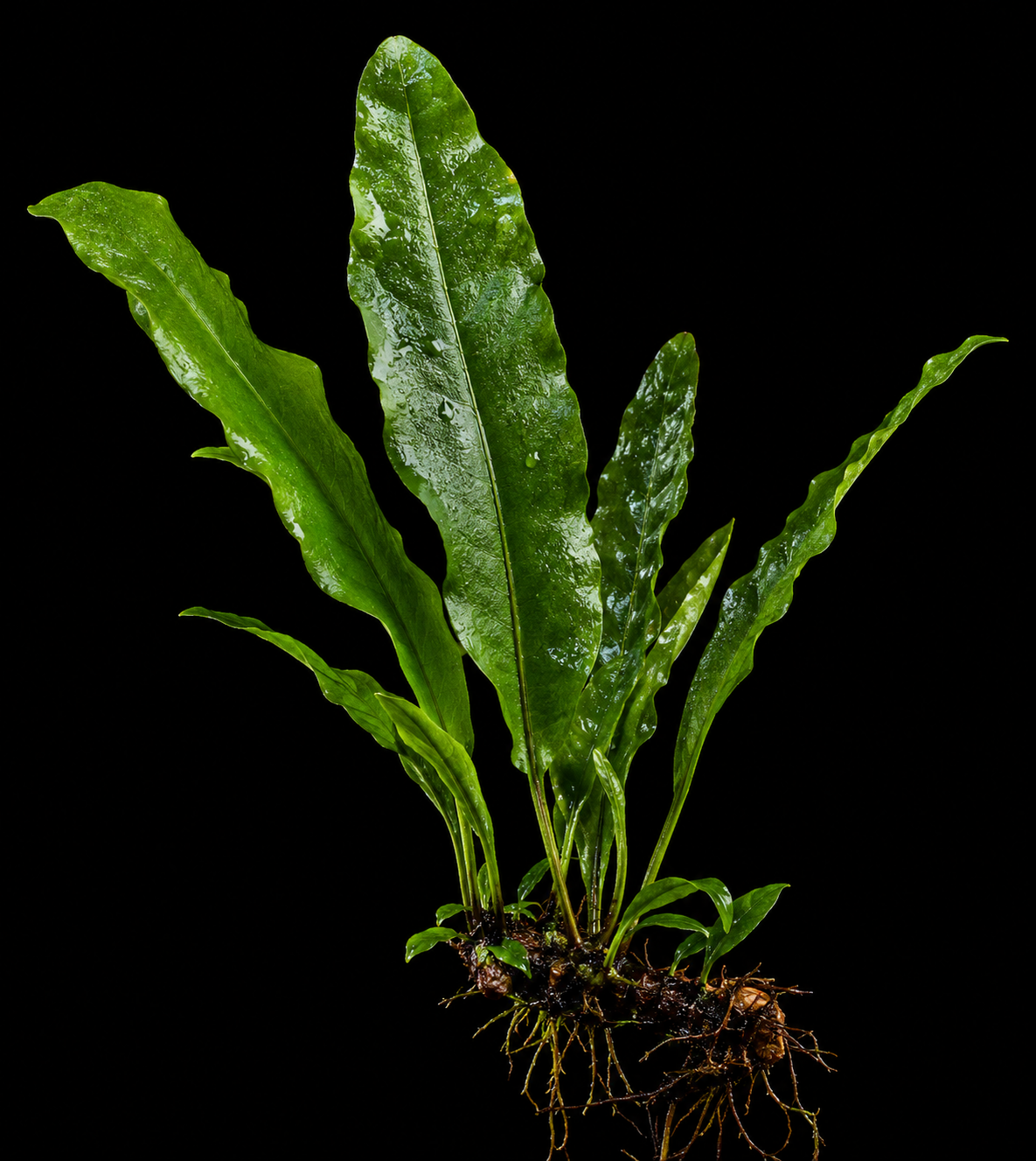 Cryptocoryne Parva closer view highlighting key leaf and growth details