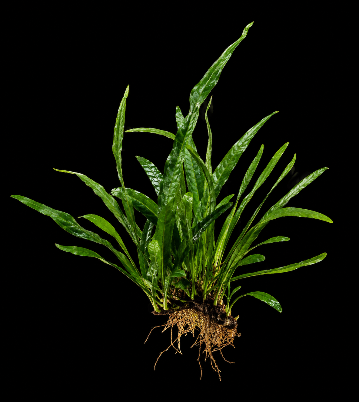 Cryptocoryne Pink Miracle full plant on a dark background showing overall habit and foliage