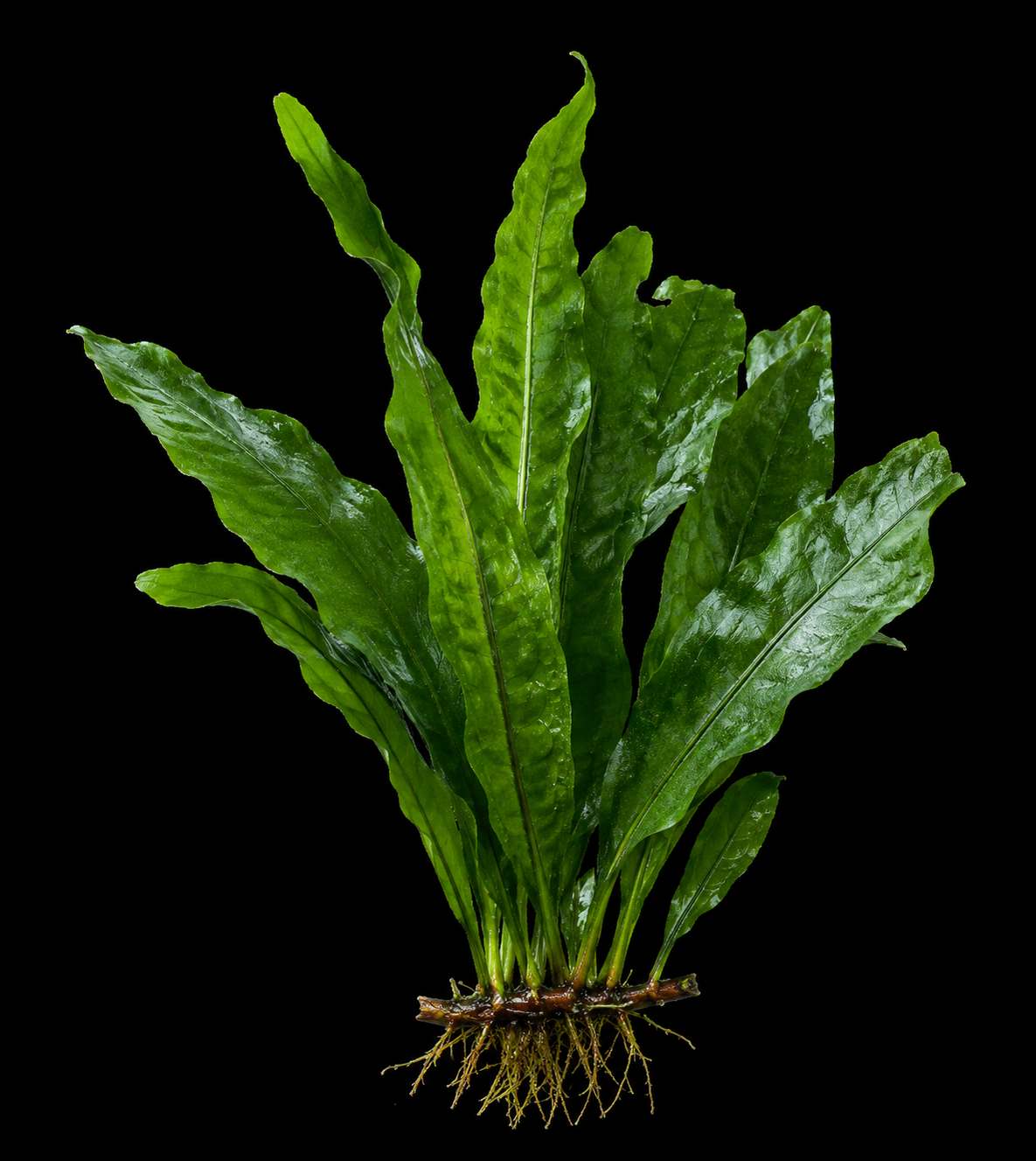 Cryptocoryne Pink Miracle closer view highlighting key leaf and growth details
