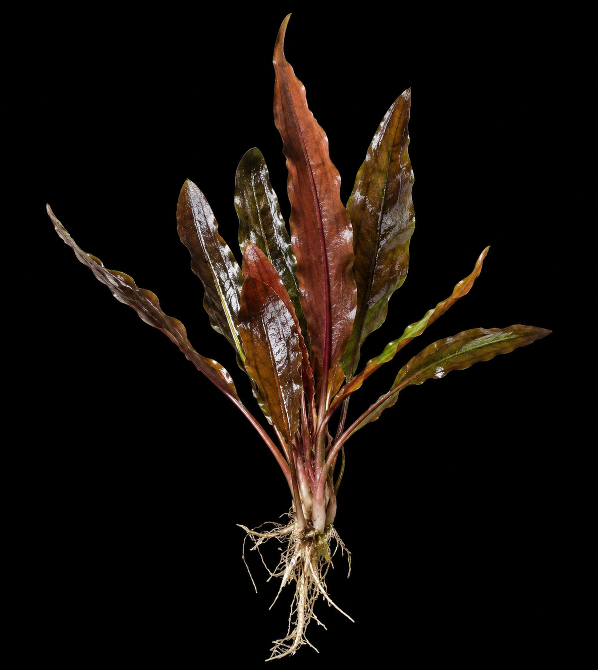 Java Fern Malabaricum full plant on a dark background showing overall habit and foliage
