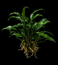 Java Fern Trident full plant on a dark background showing overall habit and foliage