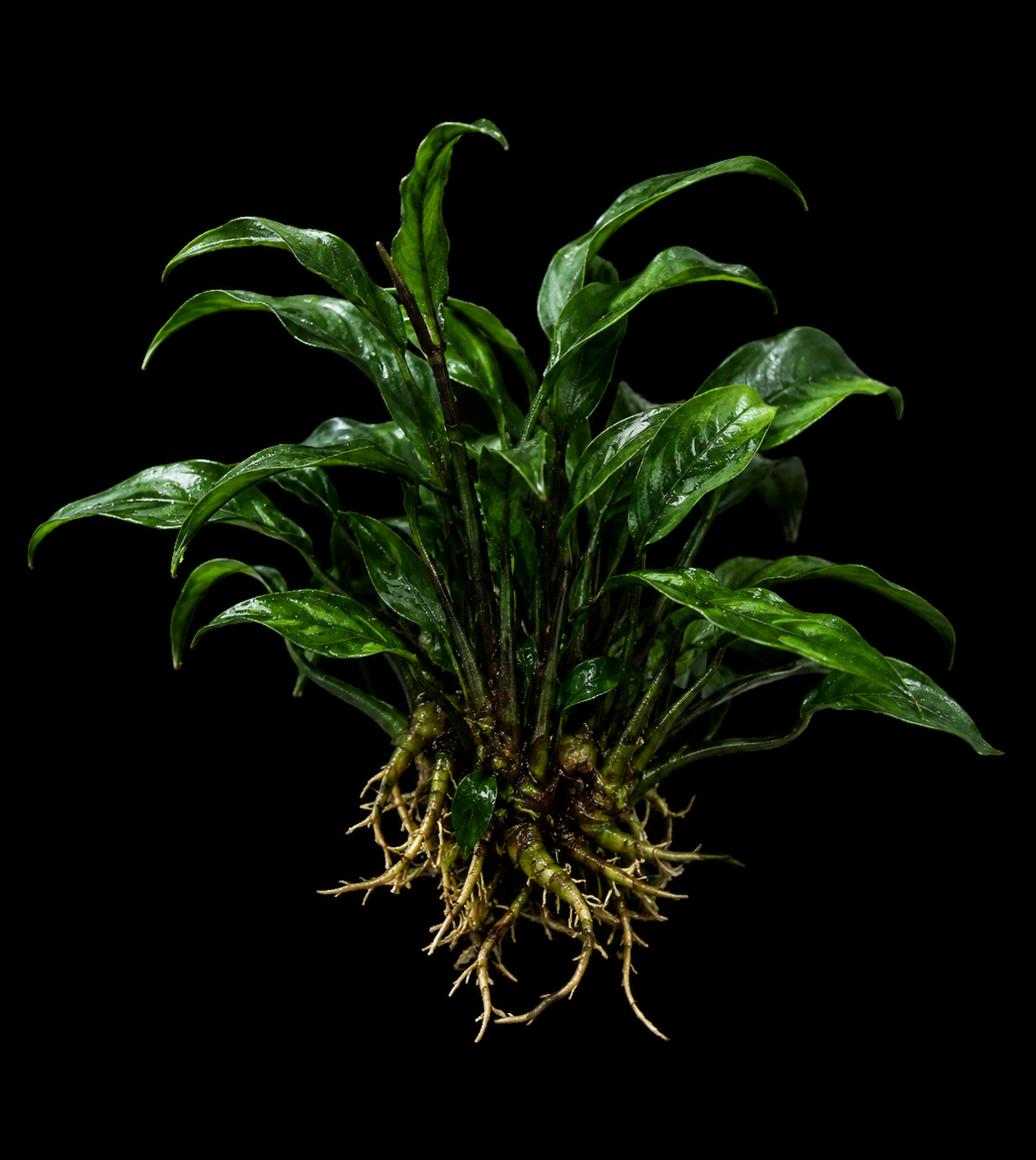 Java Fern Trident full plant on a dark background showing overall habit and foliage