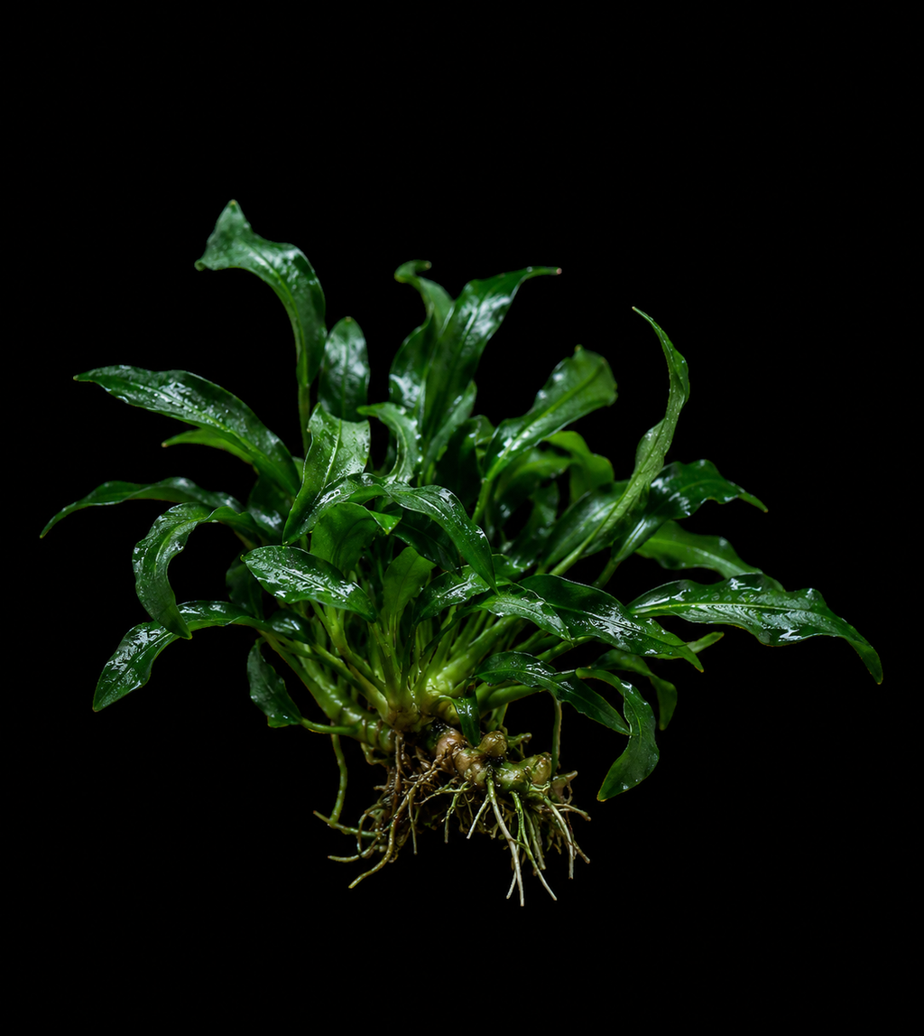 Java Fern Trident closer view highlighting key leaf and growth details