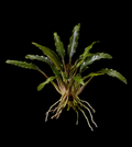 Java Fern XL Needle Leaf full plant on a dark background showing overall habit and foliage