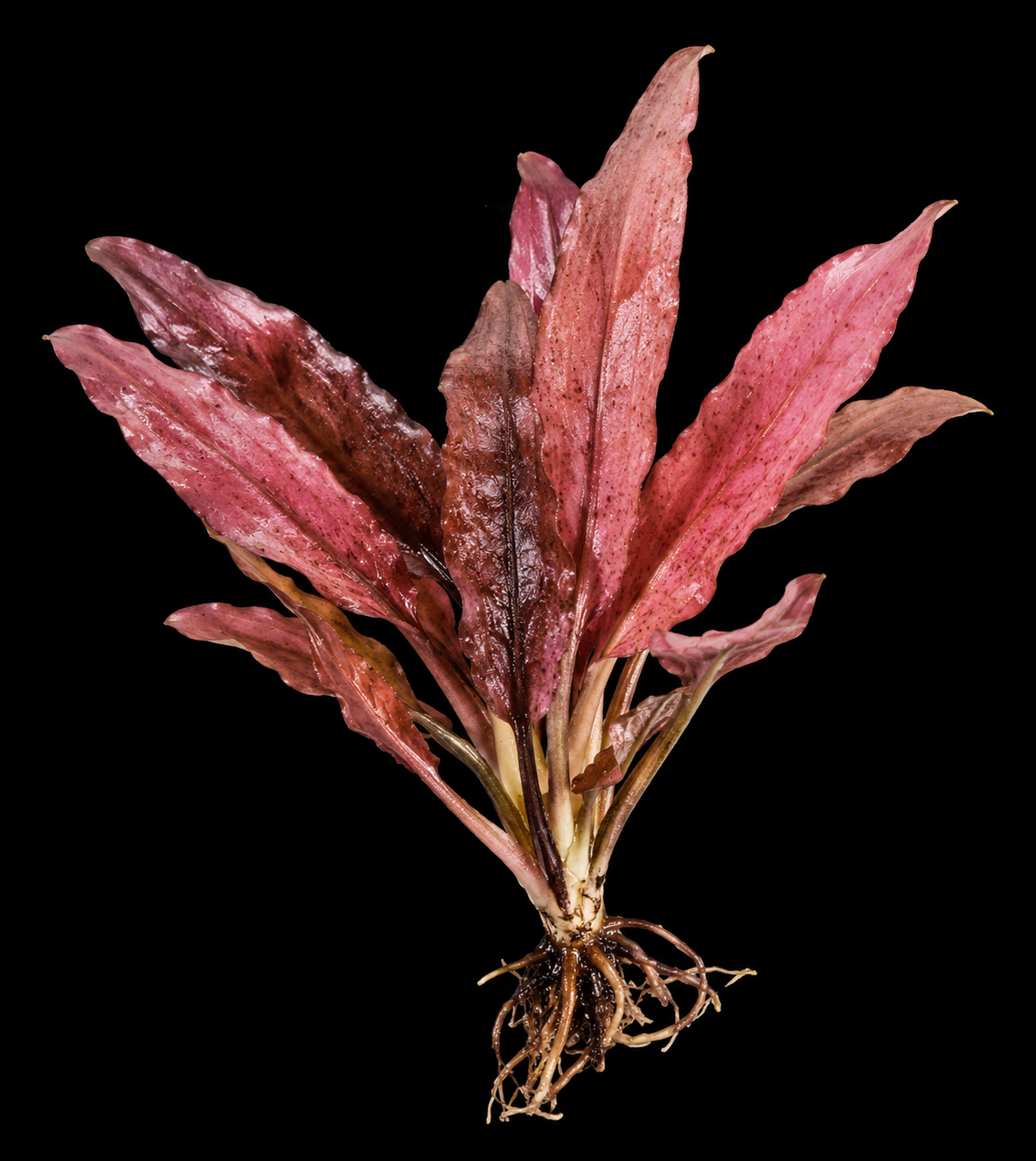 Java Fern XL Needle Leaf closer view highlighting key leaf and growth details