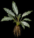 Lagenandra Silver full plant on a dark background showing overall habit and foliage
